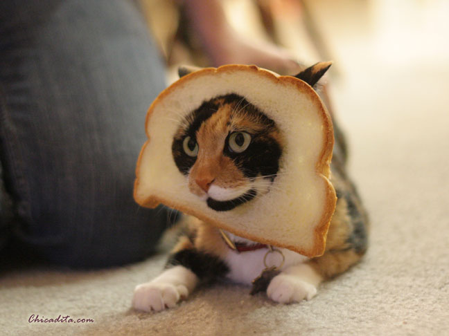 In Bread Cat