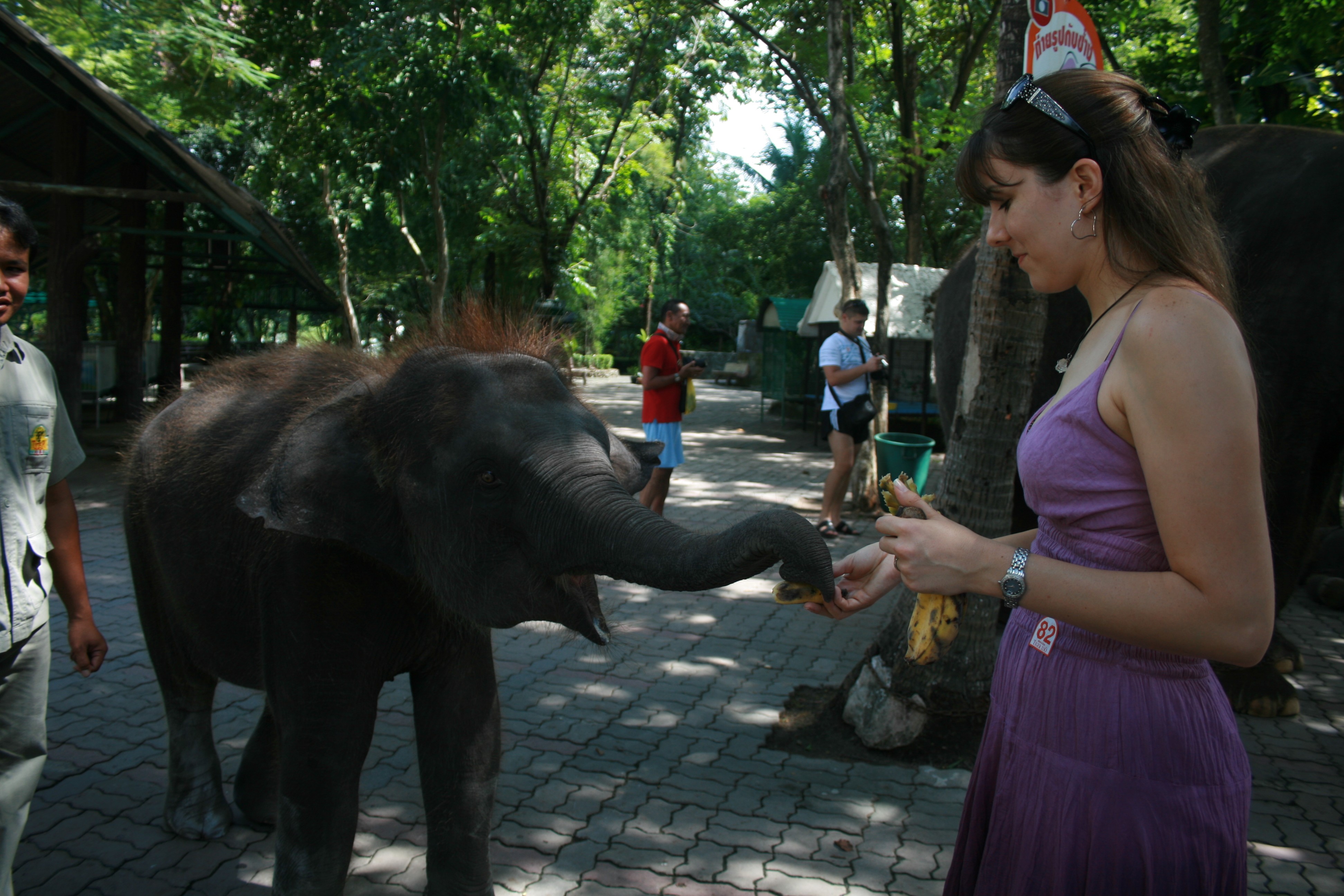 Feeding Baby Elephant Red Hair Thailand